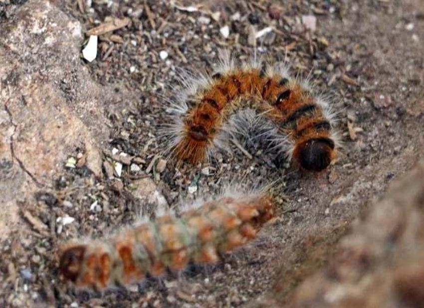 Evinin bahçesindeki tırtılları süpürdü, panikle hastaneye gitti! 'Her şey 15 dakika içinde oldu'