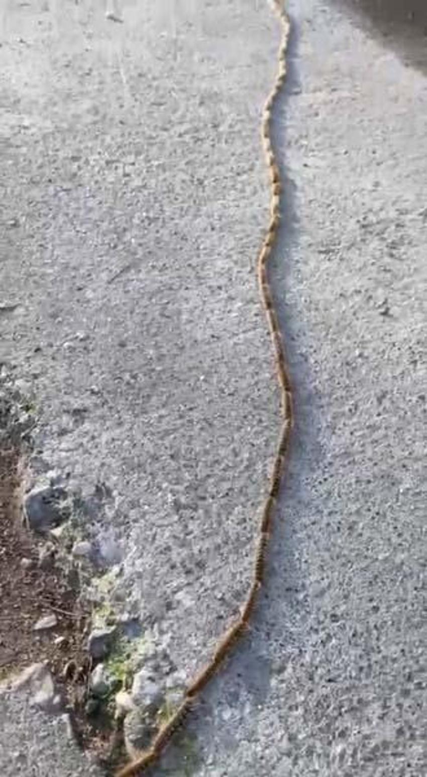 Evinin bahçesindeki tırtılları süpürdü, panikle hastaneye gitti! 'Her şey 15 dakika içinde oldu'