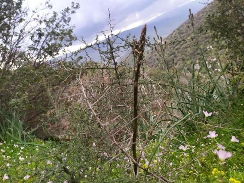 Kemik ağrısı, romatizma dahil birçok hastalığa iyi geliyor! 35 liradan satılıyor