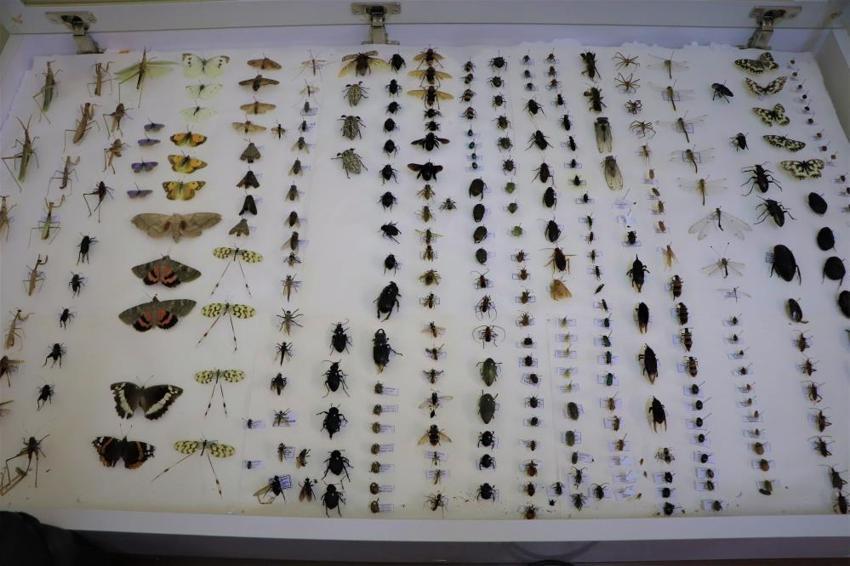 10 yılda 200 bin tür biriktirdiler! ‘Bakımı çok zor’