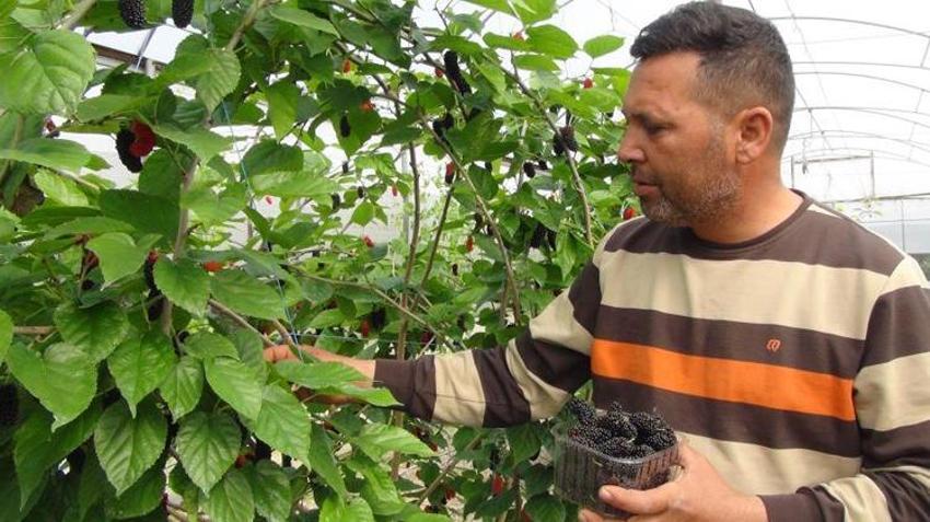 Mersin’de karadut hasadı: Kilosu 50 liradan ihraç ediliyor
