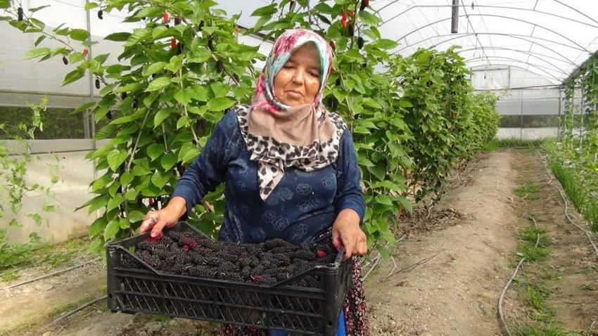 Mersin’de karadut hasadı: Kilosu 50 liradan ihraç ediliyor