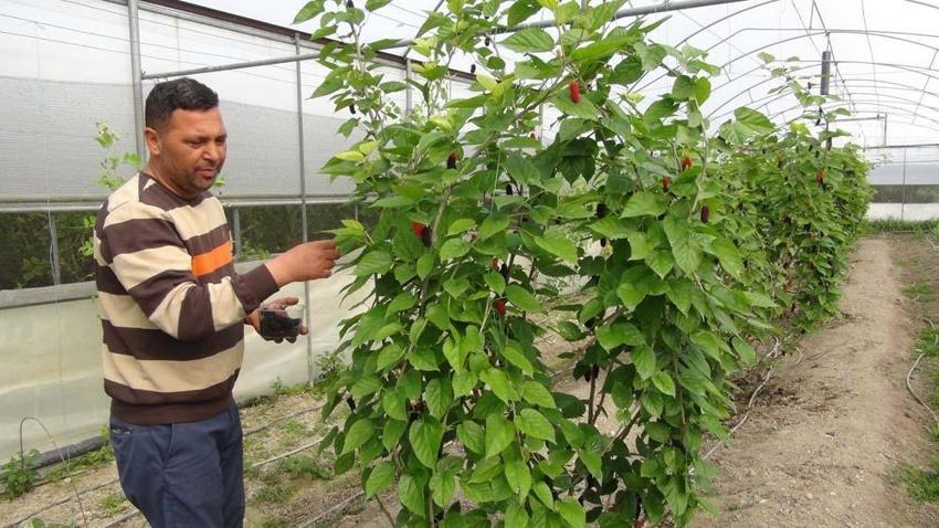 Mersin’de karadut hasadı: Kilosu 50 liradan ihraç ediliyor