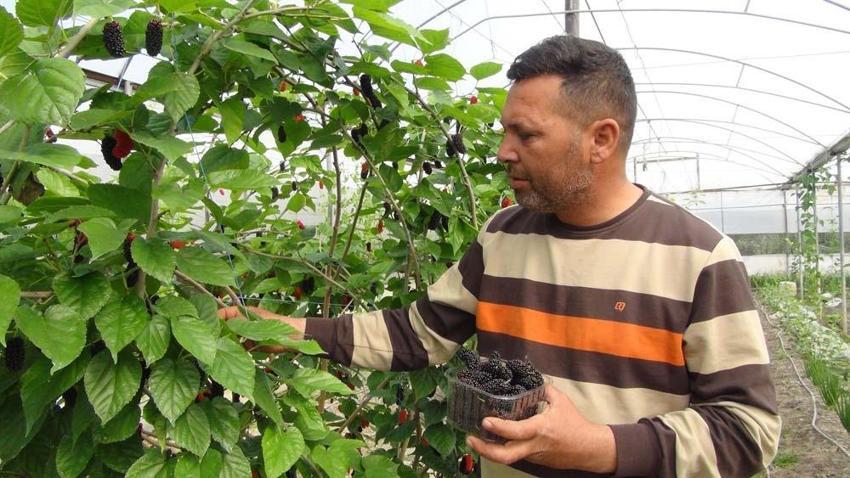 Mersin’de karadut hasadı: Kilosu 50 liradan ihraç ediliyor