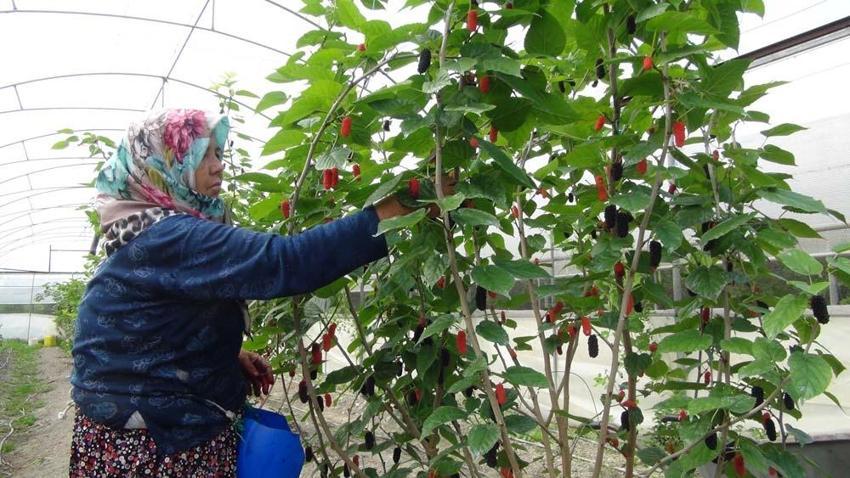 Mersin’de karadut hasadı: Kilosu 50 liradan ihraç ediliyor