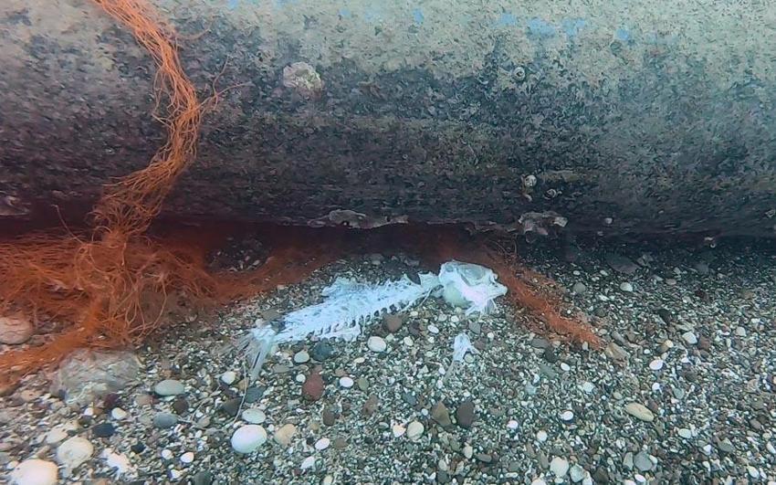 Antalya'nın falezler bölgesi 'hayalet ağlar'a teslim! 