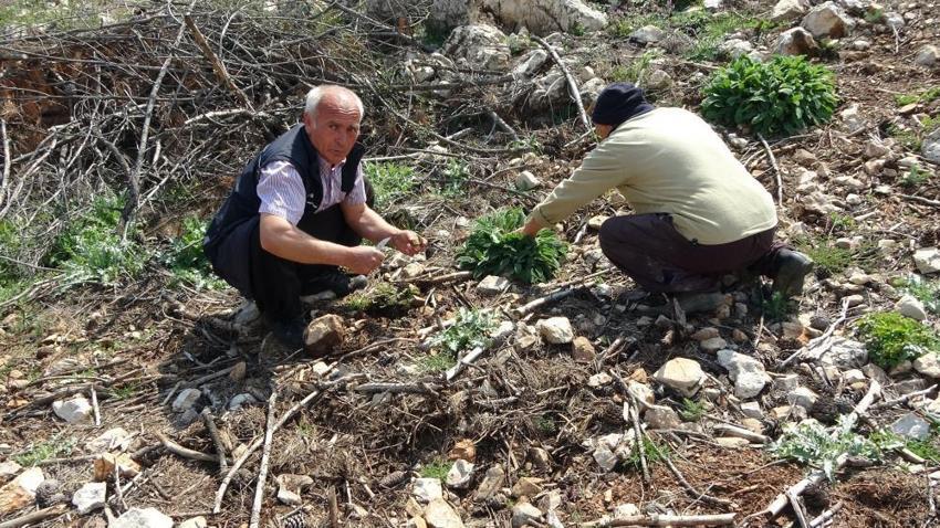 Yanan ormanda fışkırdı! Fiyatı altınla yarışıyor