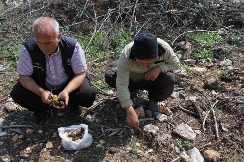 Altın değerinde: Köylüler her yerde onu arıyor, tazesinin kilogramı 600, kurusunun 6 bin 500 TL'ye kadar satılıyor