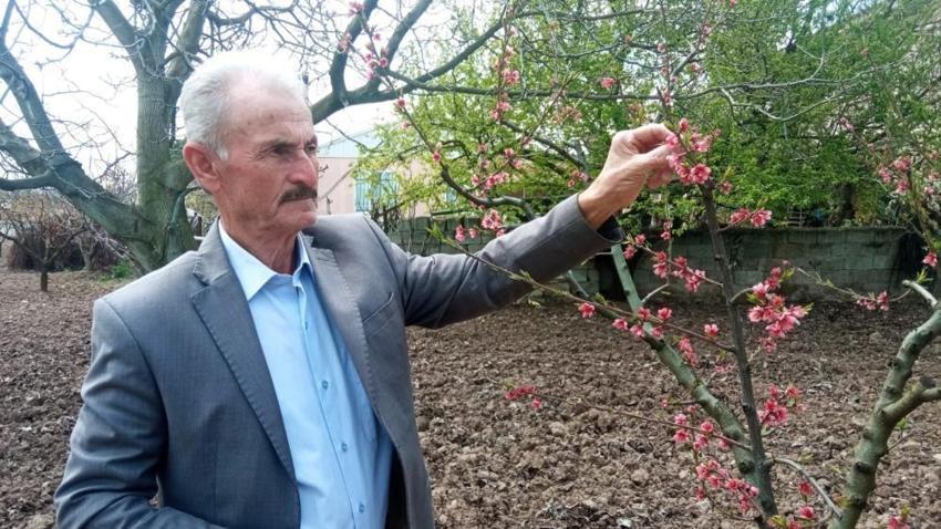Zirai don vurdu! 'Kaybımız çok büyük'