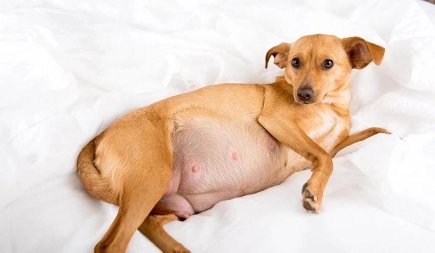 Burnu yok iki dili var! Dünyayı şaşkına çeviren köpek yavrusu kıyametin habercisi gibi!