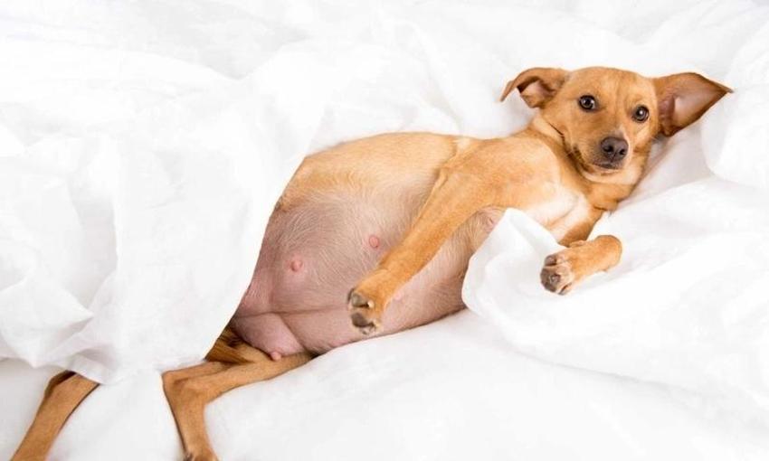 Burnu yok iki dili var! Dünyayı şaşkına çeviren köpek yavrusu kıyametin habercisi gibi!