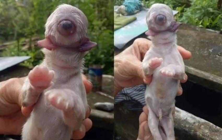Burnu yok iki dili var! Dünyayı şaşkına çeviren köpek yavrusu kıyametin habercisi gibi!