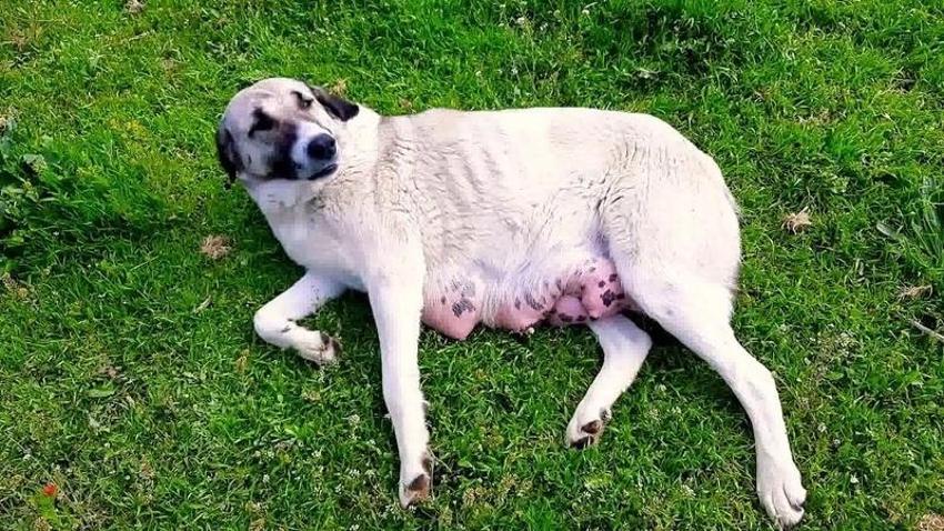 Burnu yok iki dili var! Dünyayı şaşkına çeviren köpek yavrusu kıyametin habercisi gibi!