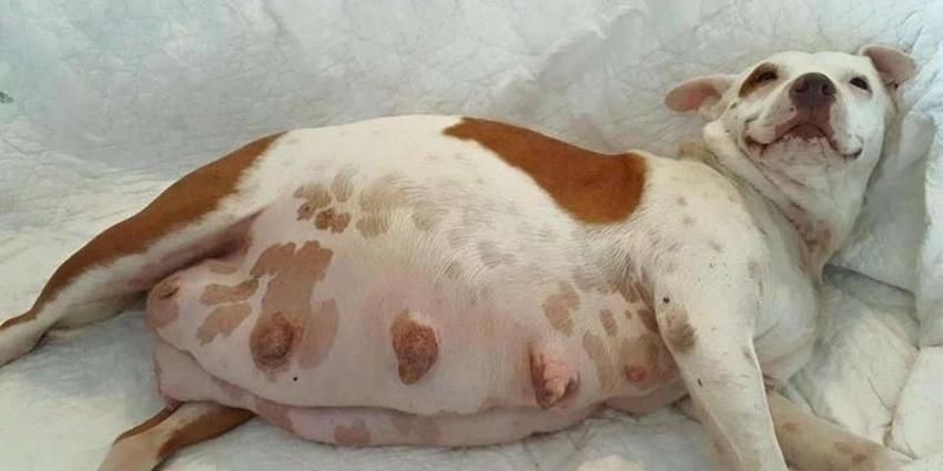 Burnu yok iki dili var! Dünyayı şaşkına çeviren köpek yavrusu kıyametin habercisi gibi!