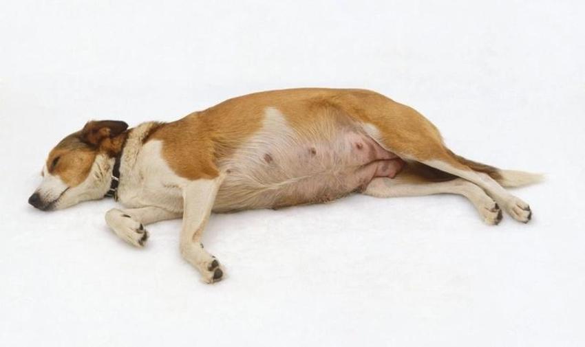 Burnu yok iki dili var! Dünyayı şaşkına çeviren köpek yavrusu kıyametin habercisi gibi!