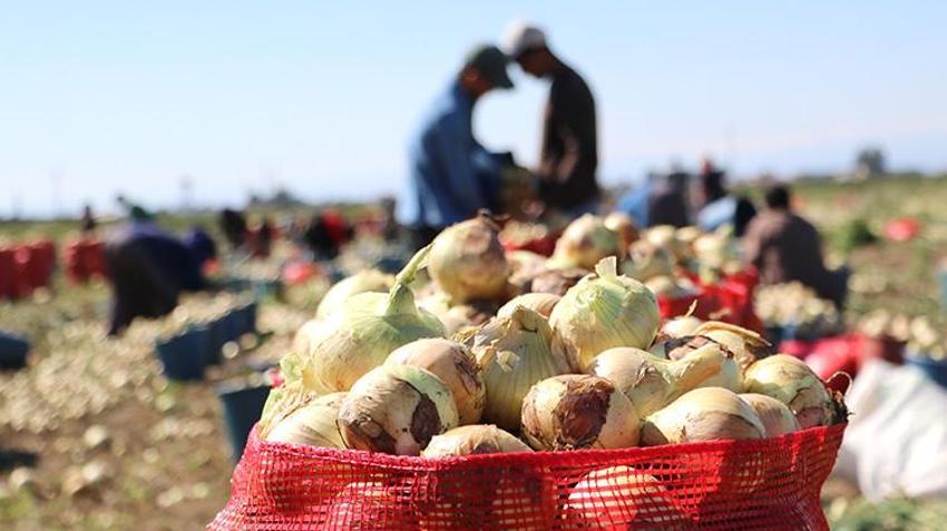 Soğan fiyatları düşecek! Bu yıl iki kat ekildi, hasat başladı