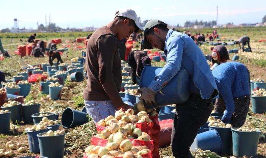 Soğan fiyatları düşecek! Bu yıl iki kat ekildi, hasat başladı