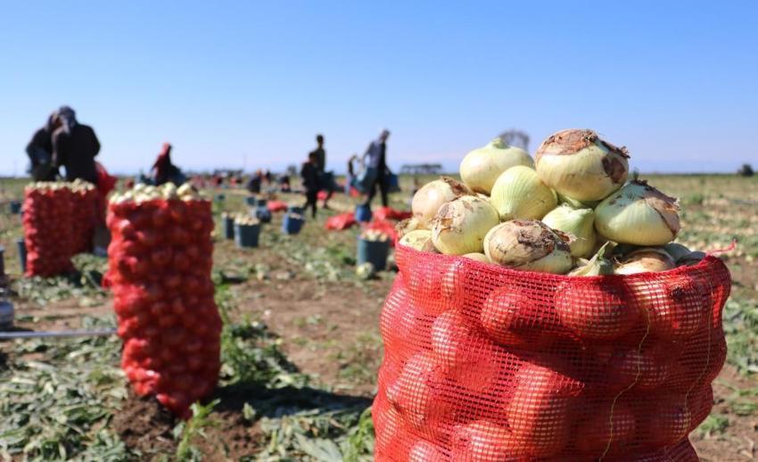 Soğan fiyatları düşecek! Bu yıl iki kat ekildi, hasat başladı