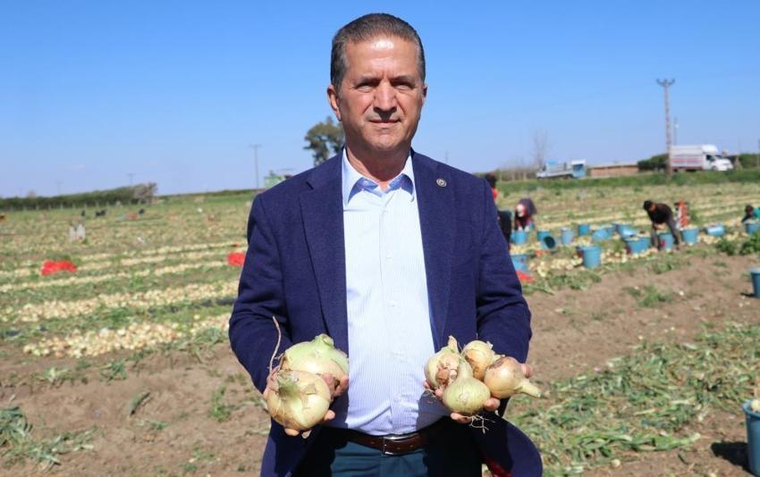 Soğan fiyatları düşecek! Bu yıl iki kat ekildi, hasat başladı