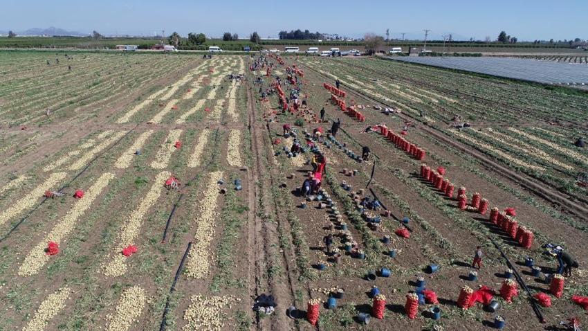 Soğan fiyatları düşecek! Bu yıl iki kat ekildi, hasat başladı