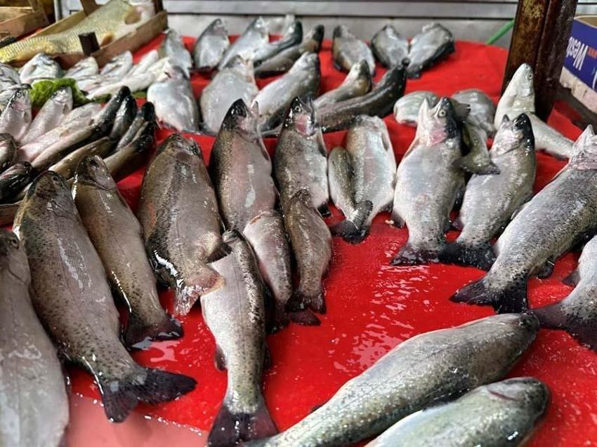 Tezgahlarda hamsi patlaması, yüzde 70 arttı! Fiyatlar düştükçe düşüyor, kilosu 50 lira