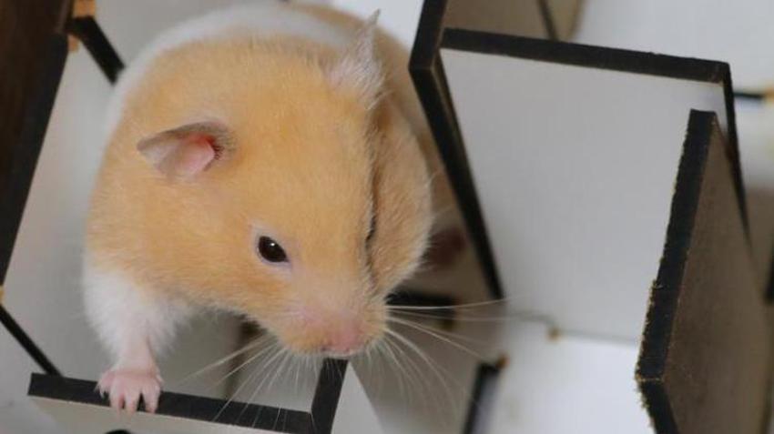  Depremde hayat kurtaran hamster! Köpeklere rakip olabilir