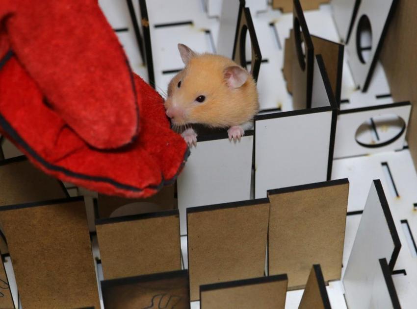  Depremde hayat kurtaran hamster! Köpeklere rakip olabilir