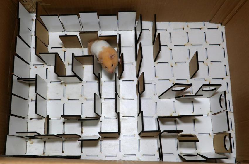  Depremde hayat kurtaran hamster! Köpeklere rakip olabilir