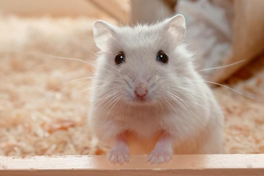  Depremde hayat kurtaran hamster! Köpeklere rakip olabilir