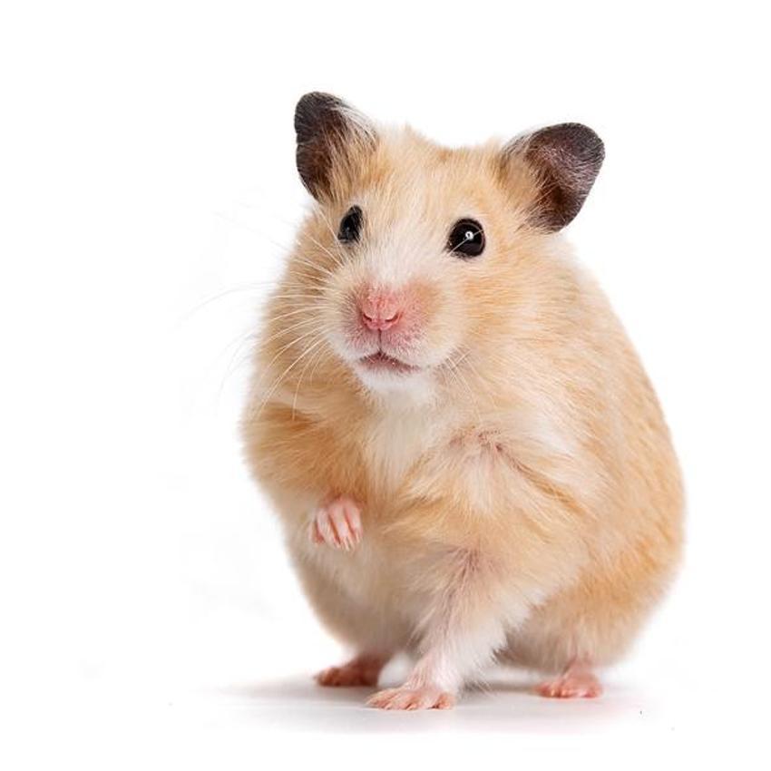  Depremde hayat kurtaran hamster! Köpeklere rakip olabilir