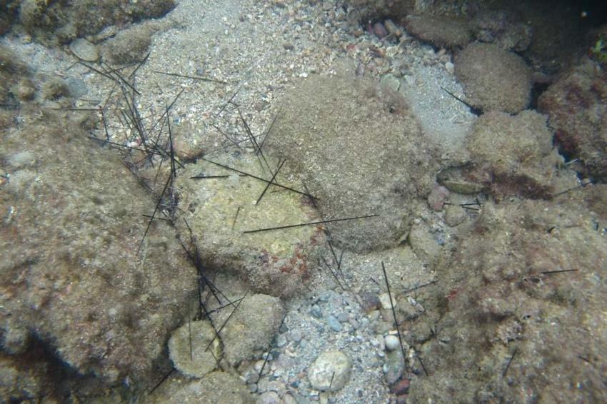 İstilacı dikenli zehirli deniz kestanesi popülasyonunda toplu ölümler yaşanıyor