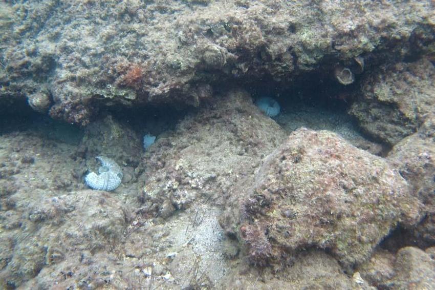 İstilacı dikenli zehirli deniz kestanesi popülasyonunda toplu ölümler yaşanıyor