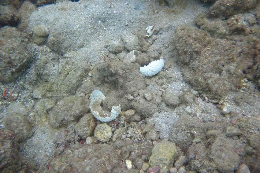 İstilacı dikenli zehirli deniz kestanesi popülasyonunda toplu ölümler yaşanıyor
