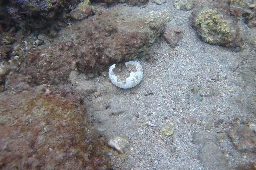 İstilacı dikenli zehirli deniz kestanesi popülasyonunda toplu ölümler yaşanıyor