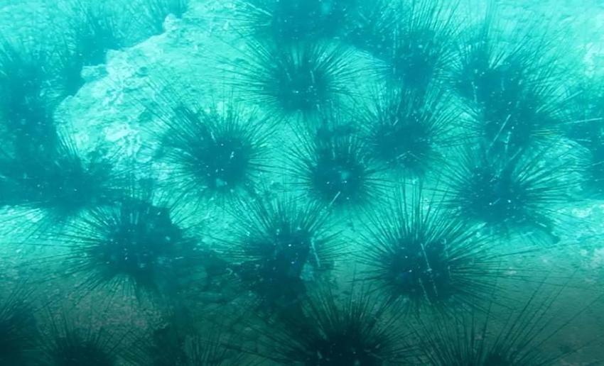 İstilacı dikenli zehirli deniz kestanesi popülasyonunda toplu ölümler yaşanıyor