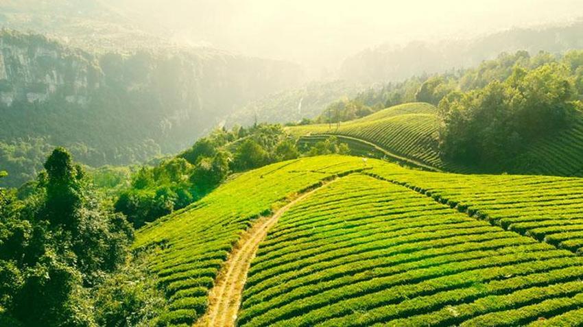 ÇAYKUR kura sonuçları 2023 isim listesi sorgulama ekranı! İŞKUR Rize Çamlıheşin, Hopa, Trabzon Çaykur kura çekimi sonuç listesi…