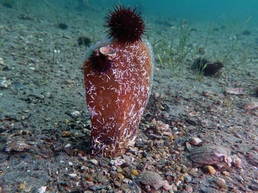 Marmara Denizi'nin son umudu oldu! Saatte 6 litre su temizliyor
