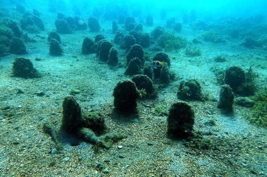 Marmara Denizi'nin son umudu oldu! Saatte 6 litre su temizliyor