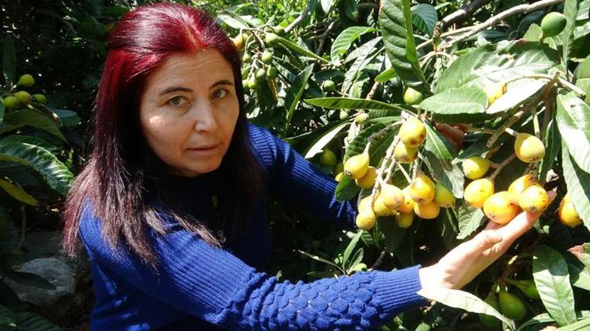 Yenidünya hasadı başladı! Kilo fiyatı açıklandı