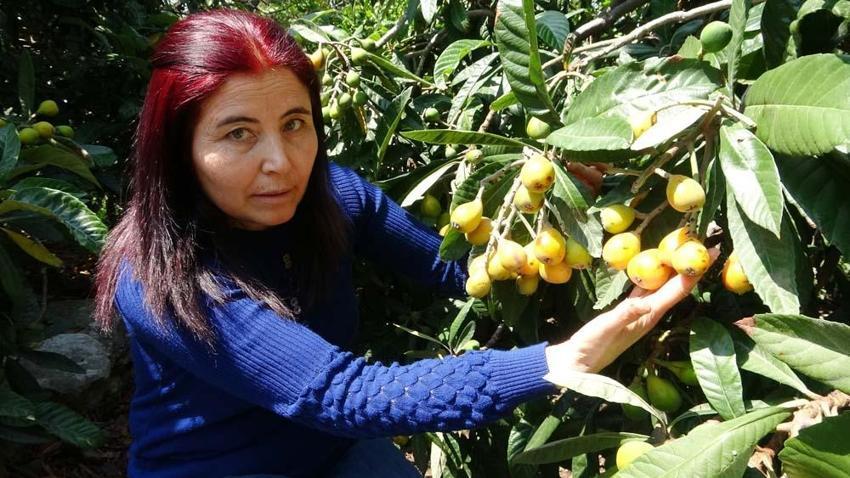 Yenidünya hasadı başladı! Kilo fiyatı açıklandı