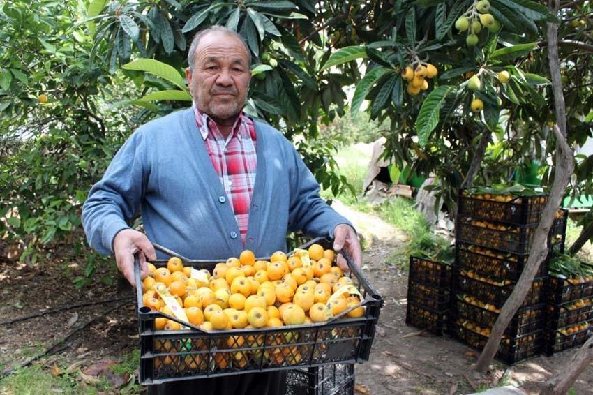 Yenidünya hasadı başladı! Kilo fiyatı açıklandı
