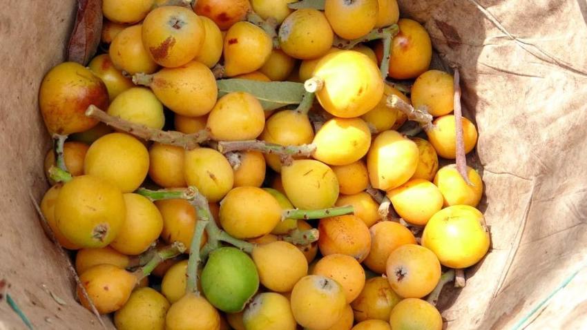 Yenidünya hasadı başladı! Kilo fiyatı açıklandı