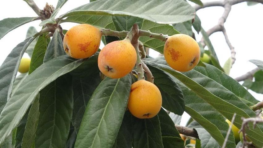Yenidünya hasadı başladı! Kilo fiyatı açıklandı