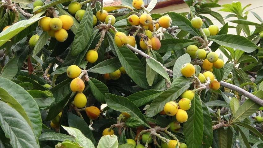 Yenidünya hasadı başladı! Kilo fiyatı açıklandı