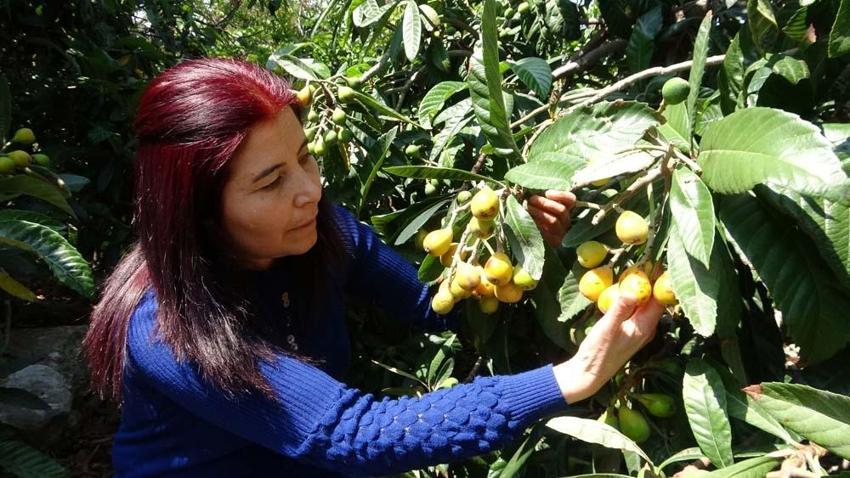Yenidünya hasadı başladı! Kilo fiyatı açıklandı