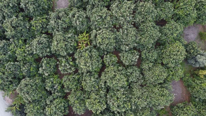 Yenidünya hasadı başladı! Kilo fiyatı açıklandı