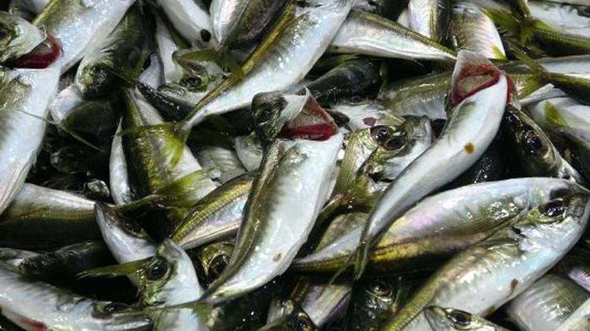 Tezgahlardaki balık çeşitliliği, olta ve dalyan avcılığıyla sürüyor