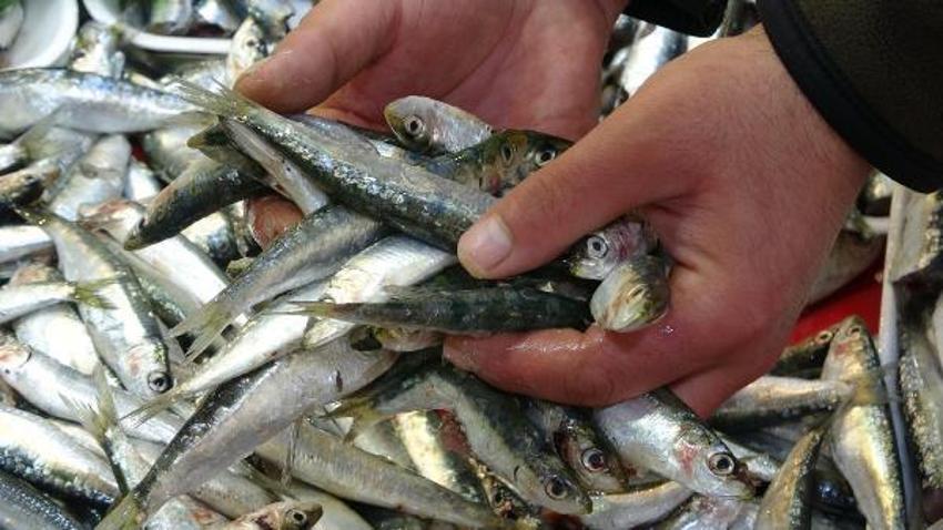 Tezgahlardaki balık çeşitliliği, olta ve dalyan avcılığıyla sürüyor