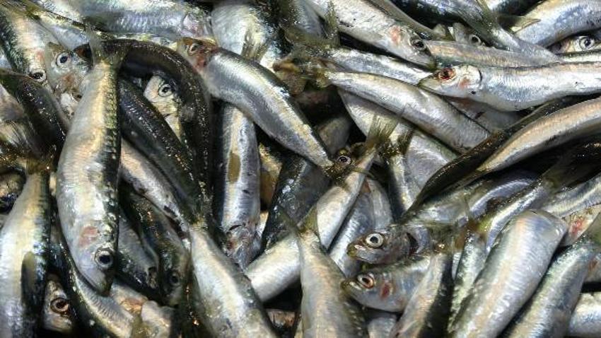 Tezgahlardaki balık çeşitliliği, olta ve dalyan avcılığıyla sürüyor