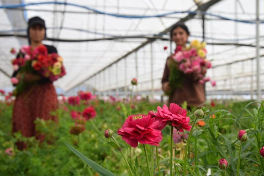 Türkiye’de sadece bir ilde üretiliyor! Yüzde 90’ı yurt dışına ihraç ediliyor